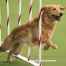 Westminster Kennel Club Dog Show